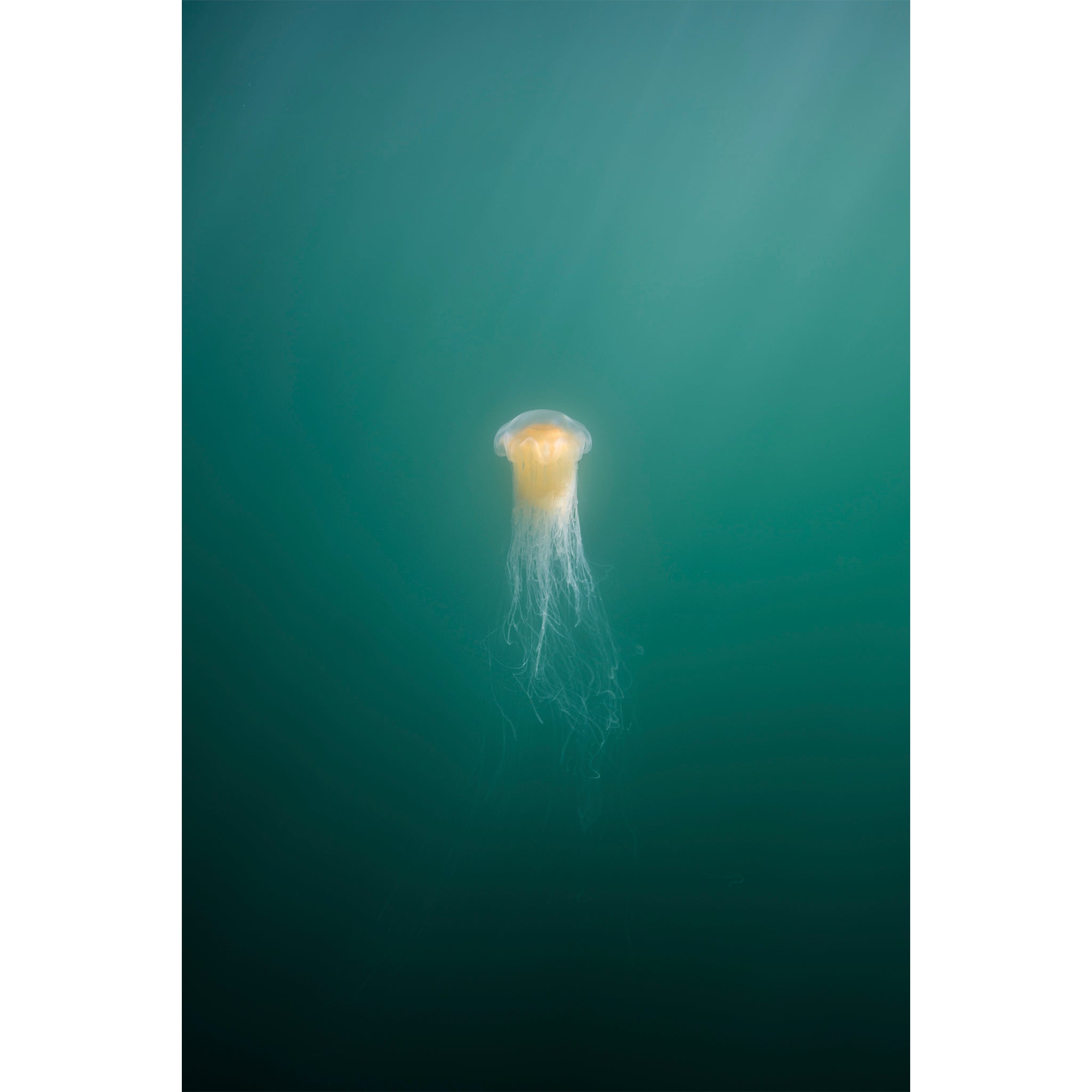 Jellyfish