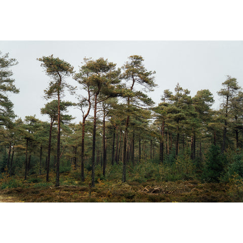 Pinus Sylvestris